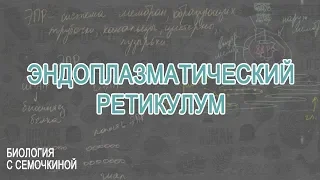 Эндоплазматический ретикулум