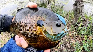 Fishing for MONSTER BLUEGILL! (SUPER RARE CATCH)