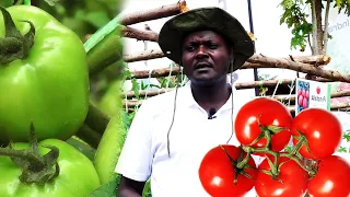 Grow this type of tomatoes & make millions of money on Small scale , you won't  be poor