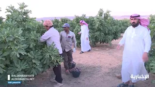 مواطن في الجوف ينجح في إنتاج التين ويزوّد به الأسواق المحلية