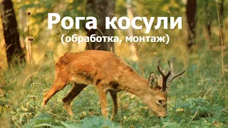 Рога косули.  Обработка . Монтаж.