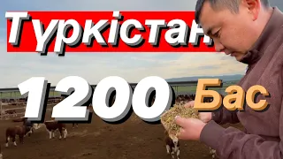 Шымкентте малды қалай бордақылайды екен 🤔