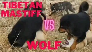 Can a Tibetan Mastiff really kill a Wolf ? Look at this facts and learn. #tibetanmastiff #wolves