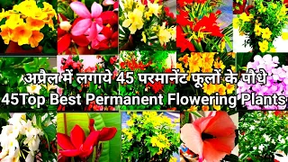 अप्रैल में लगाये 45 परमानेंट फूलों के पौधे  ll 45 Top Best Permanent Summer Flowering Plants ll