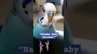 Smart talking bird with English vocabulary. #birds #budgie #birdsounds #pets #viral #parakeet