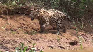 Jaguar Hunting  in the Pantanal / Ягуар на охоте 1080