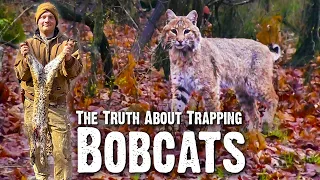 We Caught a Bobcat! - The Truth About Trapping Bobcats (748)