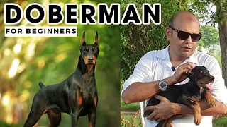 Best DOBERMAN Pinscher  - The Guard & Watch Dog Facts | Smartest Dog in the World | Baadal Bhandaari