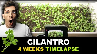 Growing Cilantro From Seeds Time Lapse (4 weeks)