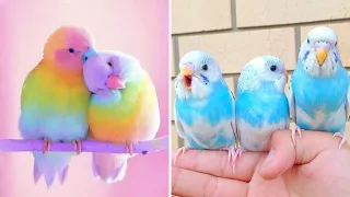 Baby Animals 🔴 Funny Parrots and Cute Birds|Reaction to 30 funny videos of parrots|