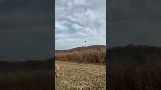 Pheasant hunting in North Carolina ￼ will the 28 gauge ￼