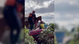 Cavalo caramelo é resgatado | AFP