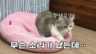 고양이는 소리에 민감해 / 자고 일어난 고양이는 귀여워 #미뉴에트 #고양이 #루미 #ミヌエット #猫