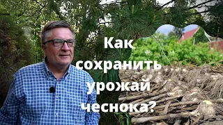 Андрей Туманов: Как сохранить урожай чеснока?