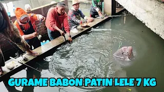 MANCING IKAN BABON BABON !! GURAME PATIN LELE 7 KG DI KOLAM YANG PENUH TANTANGAN