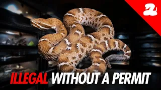 These Are Our Most Unique Rattlesnakes