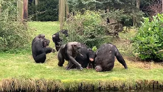 Chester zoo