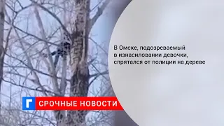 В Омске, подозреваемый в изнасиловании девочки, спрятался от полиции на дереве