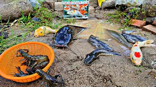 Menangkap ikan lele raksasa, ikan channa, ikan koi, ikan hias, ikan cupang, lobster, kura kura