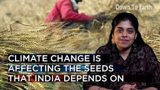 Food security: Climate change is affecting the seeds that India depends on