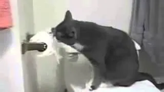 Кот и туалетная бумага  Прикол!!!