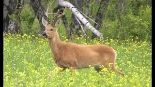 Jagd auf den Sibirischen Rehbock - Schwarze Erde, starke Böcke