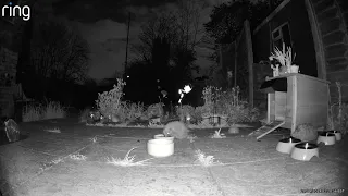 Hedgehog Cam 20240420 02:20