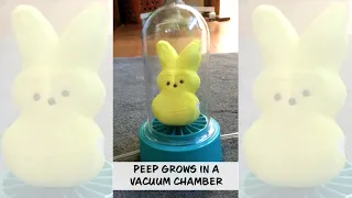 Put A Peep In Your Vacuum Chamber! Fun With Kiwi Co Tinker Crate Project - kids #shorts