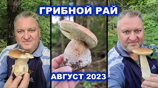 ГРИБНОЙ РАЙ СЕРГЕЯ ЕЛИСЕЕВА - АВГУСТ 2023