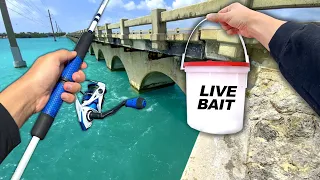 Key West Bridge Fishing! Eating Whatever I Catch (Catch and Cook)