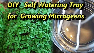 Bottom Watering System for Growing Microgreens DIY  | Self Watering Kale Microgreens