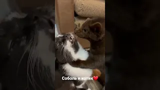 наставим лайкосы котику и соболю❤️ #кот #соболь