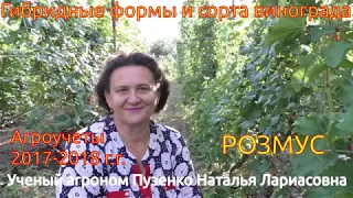 Виноград Розмус - ультрараннего срока созревания, с мускатом (Пузенко Наталья Лариасовна)