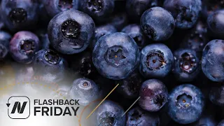 Flashback Friday: Benefits of Blueberries for the Brain