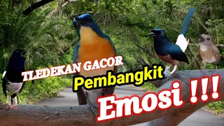 Masteran Tledekan Gunung Gacor Full Isian Tembakan, Juaranya Memancing Emosi Kacer Tledekan Gacor