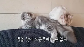 고양이 그루밍