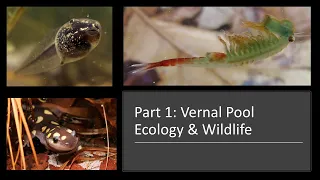 VP PART 1. Pennsylvania Vernal Pool Ecology and Wildlife