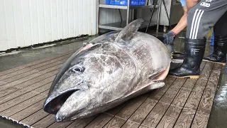 Sharpest Knife Cuts Giant Bluefin Tuna最鋒利的刀切割 巨型黑鮪魚