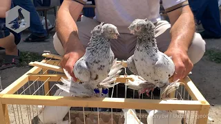 Птичий рынок г. Ташкент - ГОЛУБИ (05.06.2021) / Uzbek Pigeons