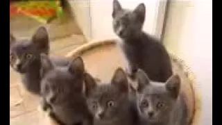 Видео Подборка Приколов  с Животными 44  Кошки Собаки  Смешные Животные 2014