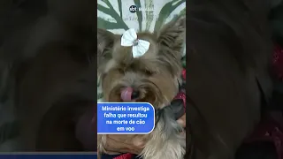 Polícia vai investigar morte de cachorro embarcado em voo errado da Gol | SBT Brasil (24/04/24)