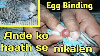 Egg binding in Australian parrots female | Hindi/Urdu 2