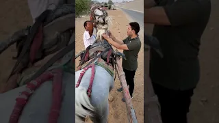 Giza, Egypt day 2, horses 🐎ride into the Giza desert