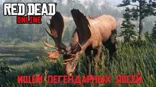 Ищем легендарных лосей МОРОЗНЫЙ  СЛЕД и ТЁМНЫЙ РЫЦАРЬ в Red Dead Online