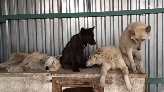 Canadian cub Akela and northern huskies