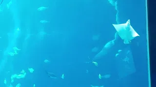 Georgia Aquarium Large Tank