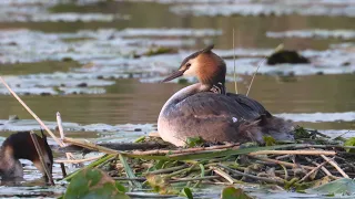 Nature short : Great Crested Grebe, Feeding their newly hatched chicks, Ely County Park, May 2024