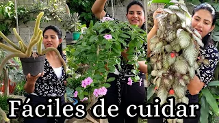 Plantas colgantes fáciles de cuidar