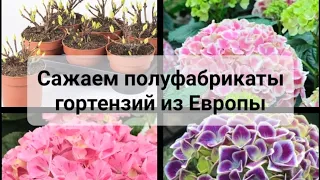 Как посадить и адаптировать полуфабрикат крупнолистной гортензии из Европы.