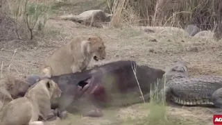 Lion and croc fight over a meal